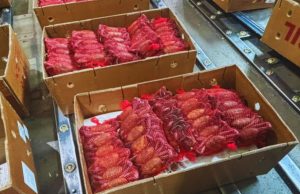 Ecuador prohíbe la exportación de cangrejos por seis años