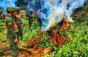 Ejército ecuatoriano destruyó plantación de coca en Sucumbíos