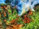 Ejército ecuatoriano destruyó plantación de coca en Sucumbíos