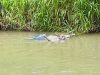 ¡Hallan otro cuerpo flotando en el río Taura!