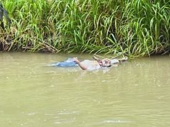 ¡Hallan otro cuerpo flotando en el río Taura!