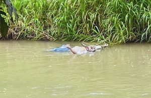 ¡Hallan otro cuerpo flotando en el río Taura!