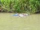 ¡Hallan otro cuerpo flotando en el río Taura!