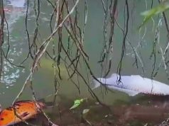 Peces muertos por contaminación en río Shushufindi