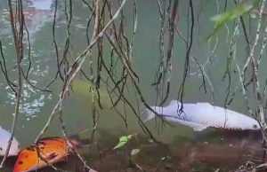 Peces muertos por contaminación en río Shushufindi