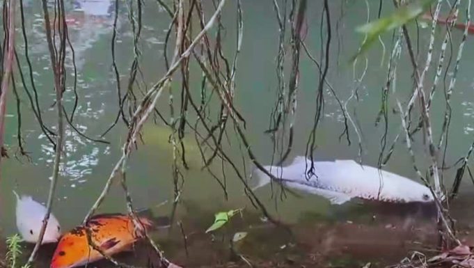 peces muertos por contaminación de rio (2)