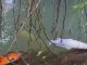 Peces muertos por contaminación en río Shushufindi