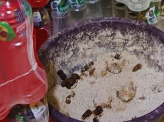 Insectos y heces de gatos junto a los productos en tiendas de Baba