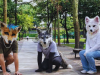 Los Therians, el fenómeno de identidad animal que impacta las redes sociales
